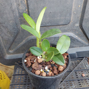 Small potted plant with green leaves in a black pot on a dark surface