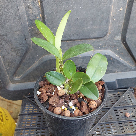 Small potted plant with green leaves in a black pot on a dark surface