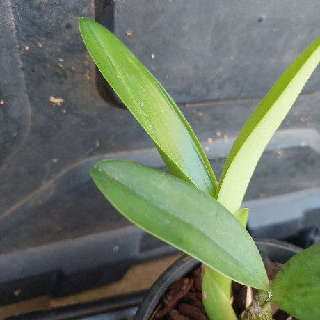 Close-up of a green leafy plant with a blurred background