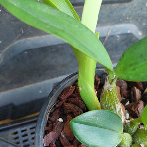 Small potted plant with green leaves in a pot filled with wood chips.