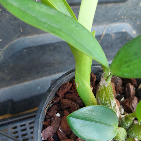 Small potted plant with green leaves in a pot filled with wood chips.