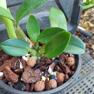 Potted plant with green leaves and a mix of soil and decorative stones.