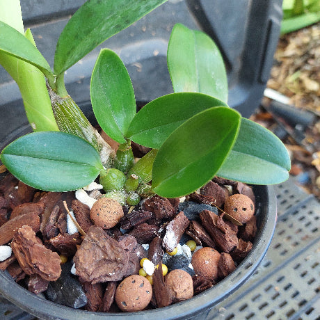 Potted plant with green leaves and a mix of soil and decorative stones.