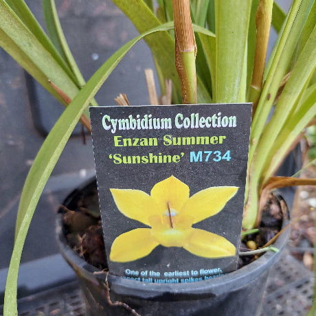 Cymbidium orchid plant with a label showing 'Sunshine' variety