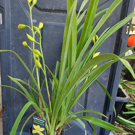 Cymbidium Enzan Summer 'Sunshine' 120mm Seedling in Flower Now 3 Spikes