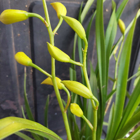 Close-up of green plant with yellow flower buds against a blurred background