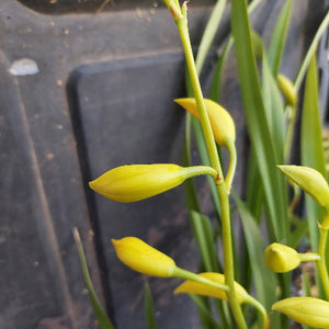 Yellow flower buds on a green stem against a dark background