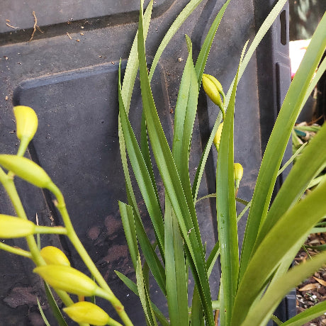 Green orchid plant with yellow buds on a black tray