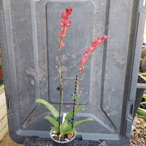 Red and green plant stems on a black plastic surface