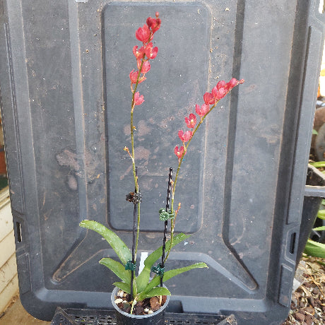 Red and green plant stems on a black plastic surface