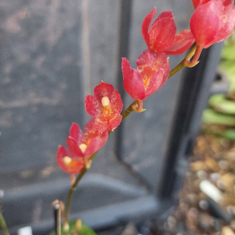 Close-up of red flowers with a blurred background