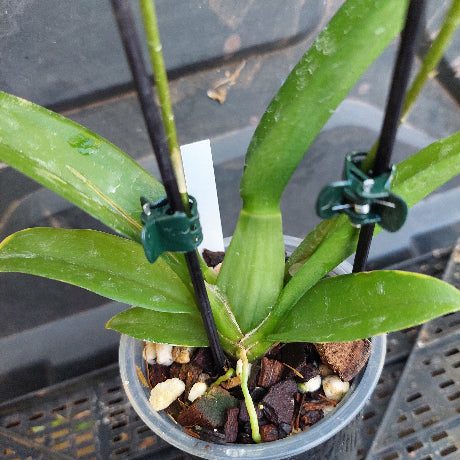 Potted plant with green leaves and a support structure on a blurred background