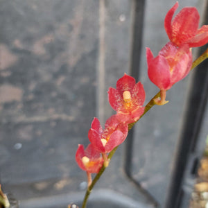 Red orchid flowers with a blurred background