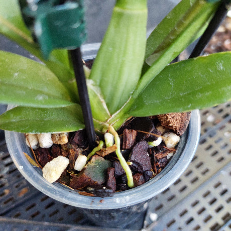 Potted plant with young shoots and a metal grid background
