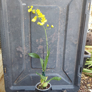 Yellow flowers and green leaves on a black surface