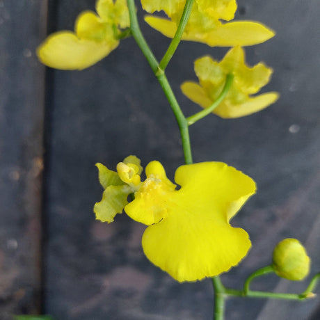 Close-up of yellow flowers with a blurred dark background