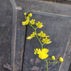 Yellow flowers on a dark textured surface