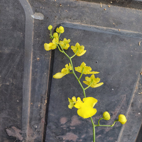 Yellow flowers on a dark textured surface