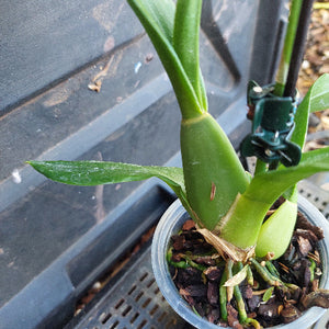Close-up of a green plant stem with a small pot of soil in the background.