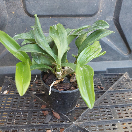Dedrobium Cosmic Gold Orchid