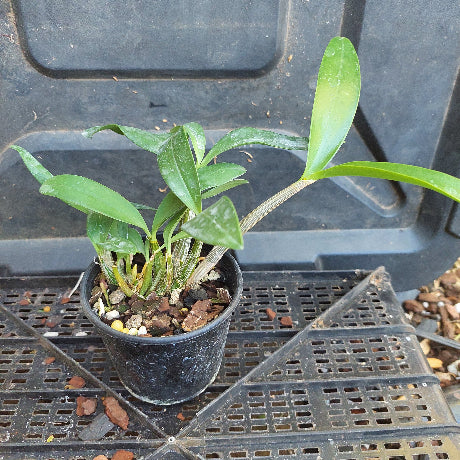 Dendrobium Orchid