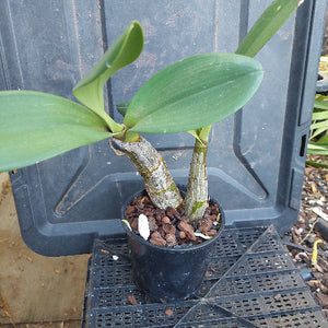 Dendrobium Speciosum Orchid
