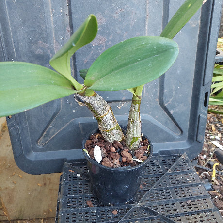 Dendrobium Speciosum Orchid