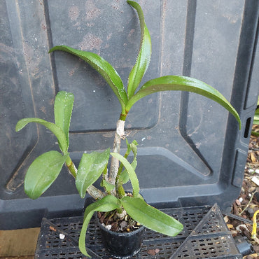 Dendrobium Orchid