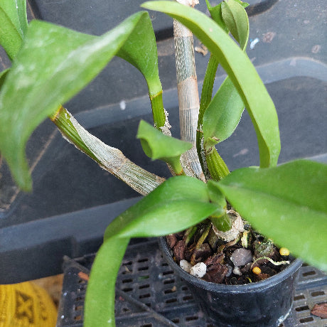 Dendrobium Orchid