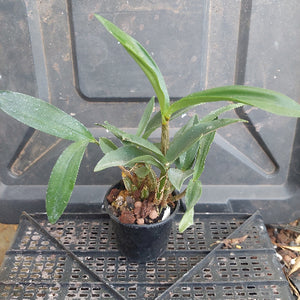 Dendrobium Orchid