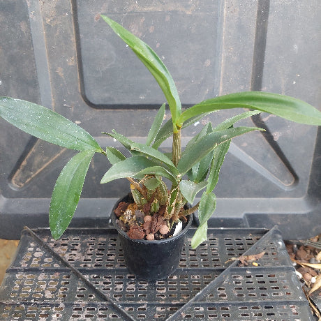 Dendrobium Orchid