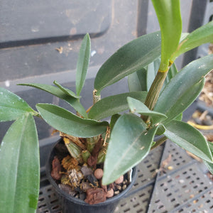 Dendrobium Orchid