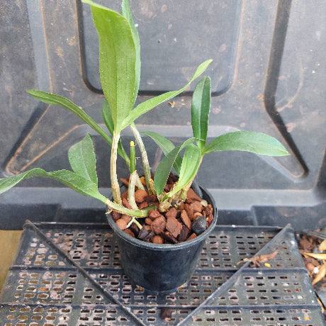 Dendrobium Orchid