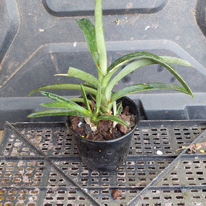 Sarcochilus Kulnua Blend 'Pink Picotee' x Sarc. Kulnura Exquiste 'Barriata' 80mm Seedling Orchid