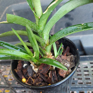 Sarcochilus Kulnua Blend 'Pink Picotee' x Sarc. Kulnura Exquiste 'Barriata' 80mm Seedling Orchid