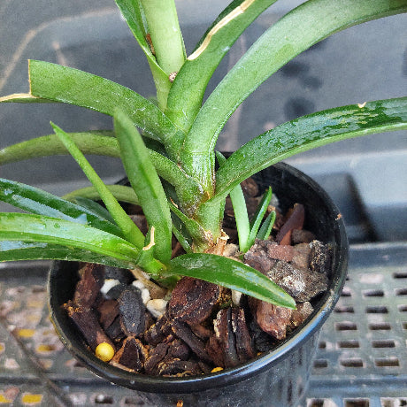 Sarcochilus Kulnua Blend 'Pink Picotee' x Sarc. Kulnura Exquiste 'Barriata' 80mm Seedling Orchid