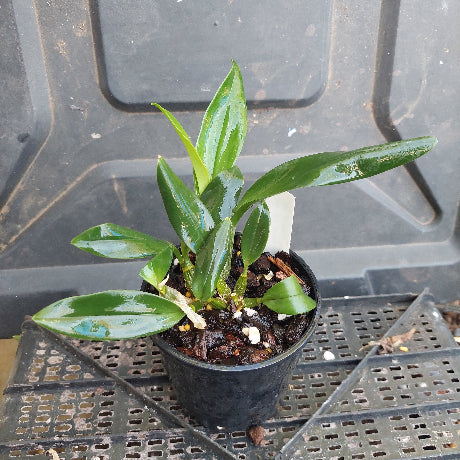 Dendrobium Orchid