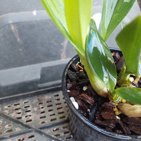 Dendrobium Orchid