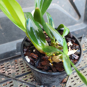 Dendrobium Orchid
