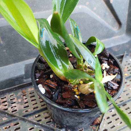 Dendrobium Orchid