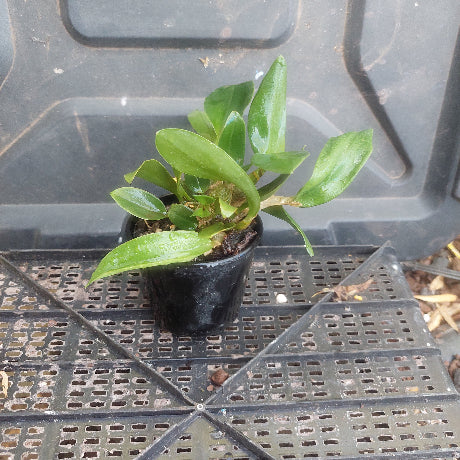 Dendrobium Orchid