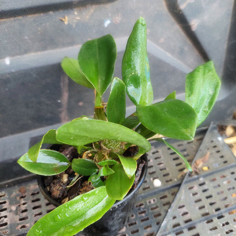Dendrobium Orchid