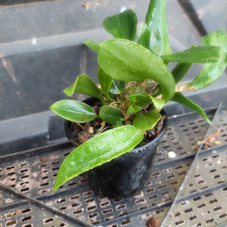 Dendrobium Orchid