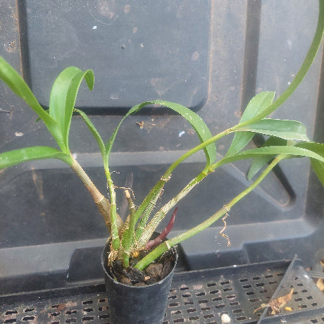 Dendrobium Kingianum