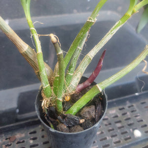 Dendrobium Kingianum