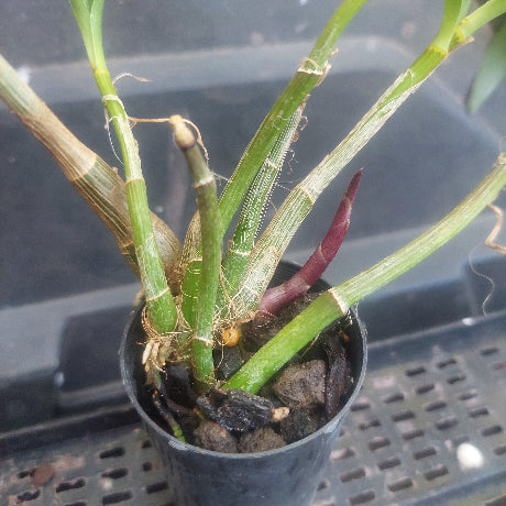 Dendrobium Kingianum