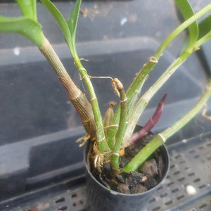 Dendrobium Kingianum
