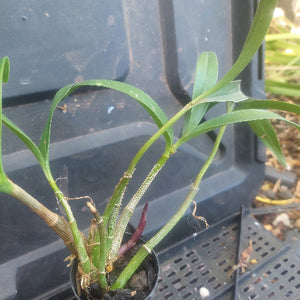 Dendrobium Kingianum