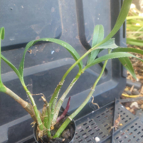 Dendrobium Kingianum