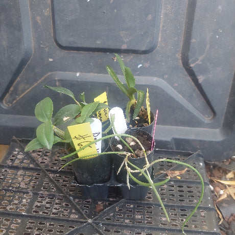 Native Orchid Pack